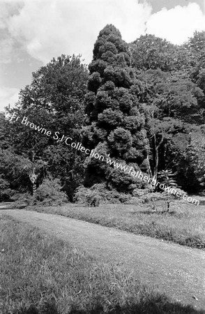 FOTA HOUSE  UNIQUE TREE